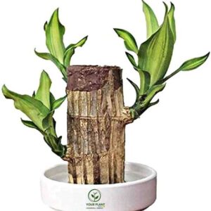 YourPlant Dracaena Fragrans (Brazilian Lucky bambo) See...