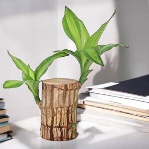 jotrik Wood Plant Seed