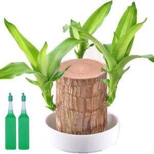 MAHAMAYA A TO Z Brazil wood potted plant, Indoor lucky ...