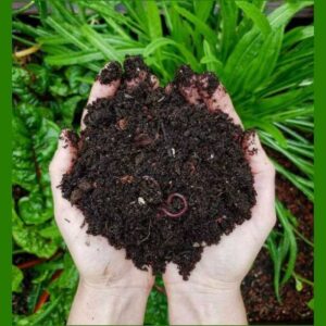 HSB Cow Dung Manure for Plants Fertilizer for plants|Ma...