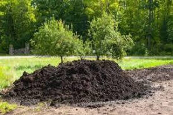 AMF STORE Cow dunk compost, Organic & Natural Plant Nut...