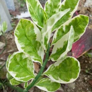SANGEETS COLLECTION DEVILS BACKBONE PLANT, ORNAMENTAL G...