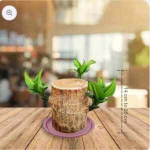 LifoDora Brazilian Lucky Wood Live Seed