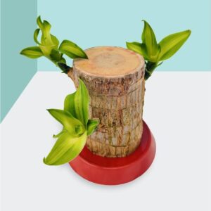 LifoDora Lucky Bamboo Plant