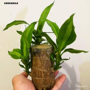 crockdile Lucky Wood Seed