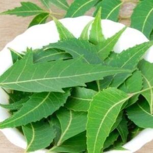 Corofitam Neem Plant
