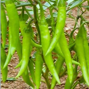KNESSiN Organic Desi Chilli Jwala Seeds Seed
