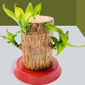 GreenyShell Brazilian Wood Plant Imported Best Original...