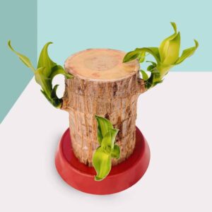 crockdile Perfectly Styled Lucky Brazil Wood Plant for ...