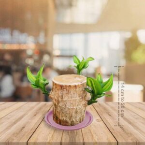 crockdile The Brazil Wood Plant in a White and Wood Pla...