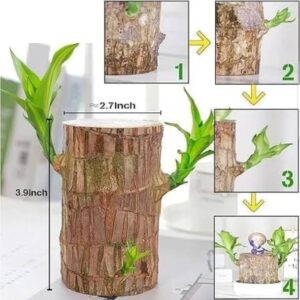 Nivrutti Home & Office Decoration Original Brazilian Li...