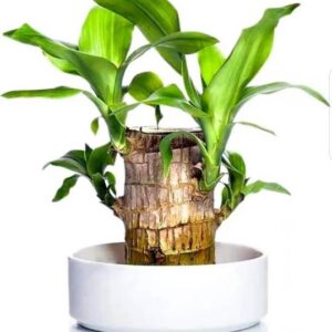 Nivrutti Dracaena Warneckii Indoor Original Brazil Wood...