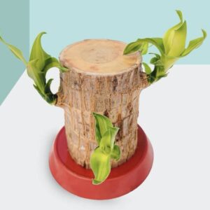 GreenyShell Brazilian Wood Plant Imported Original Braz...