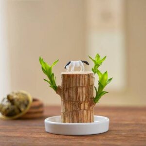 crockdile Wood of Wonder: Infused with Brazil’s Natural...