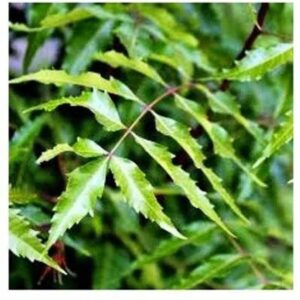 saraswati traders Neem Plant