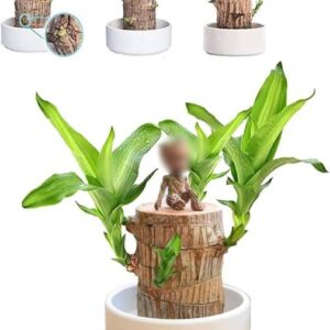 crockdile Brazilian Lucky Wood: Your Guide to Attractin...