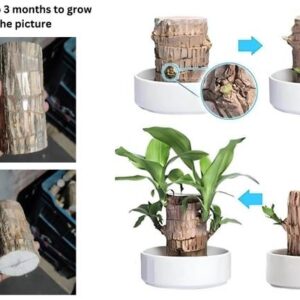 Nivrutti Lucky Wood Seed