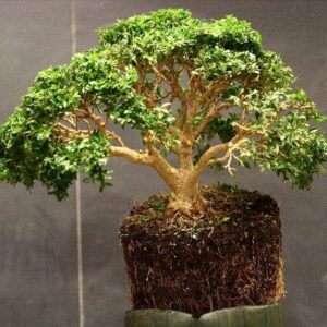 NooElec Seeds India 10 Seeds- Dwarf Boxwood Tree Seeds-...