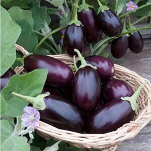 HYBRID Hybrid brinjal seeds highest yield Verity 10g Se...
