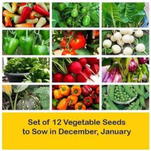 CYBEXIS Combo of 12 Vegetable Seeds to Sow in December,...