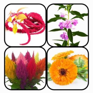 CYBEXIS Combo Pack Of 4 FLOWER Seeds Seed