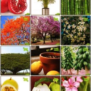 OhhSome Garden Plant Seeds Combo Fruit & Tree Seeds : C...