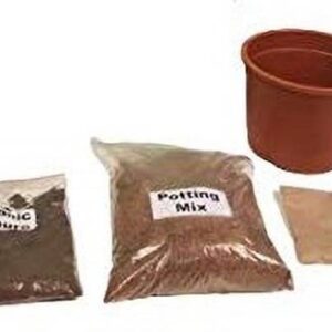VibeX Mixed Fruits - DIY Gardening Kit Seed