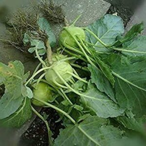 KANAYA Knol-Khol Vegetable Hybrid Quality Seed
