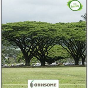 OhhSome Tree Seeds : Rain Tree Shade Tree - Shade Tree ...