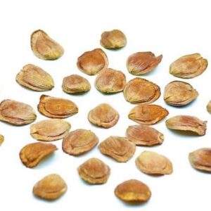 Productswala harsingar, parijat, medicinal plant Seed