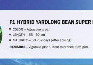 VibeX F1 HYBRID YARDLONG BEAN SUPER LONG(250 Seeds) See...
