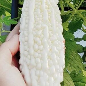 DIVINE BITTERGOURD Seed