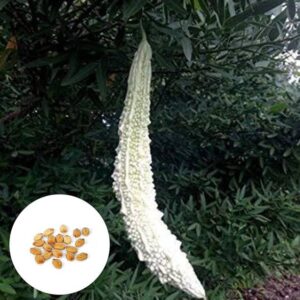 CYBEXIS High Yield Long White Bitter Gourd Seeds Seed
