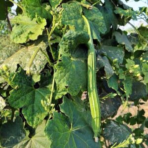 WILLVINE HIGH YIELDING Ridge Gourd/HEERAKAI/PEERKANKAI ...