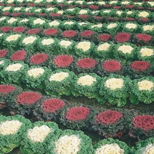 WILLVINE HUA -V Ornamental Cabbage Kale Flower Seeds [5...