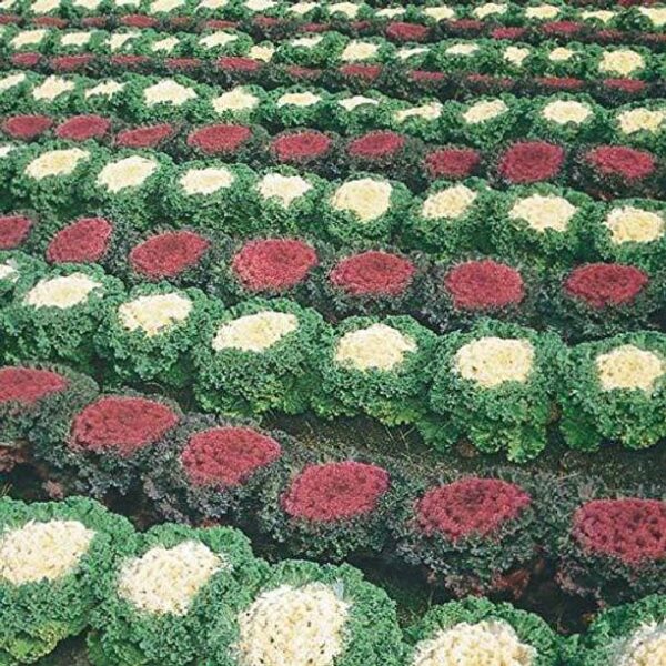 CYBEXIS F1 Hybrid Ornamental Kale Mix Seed