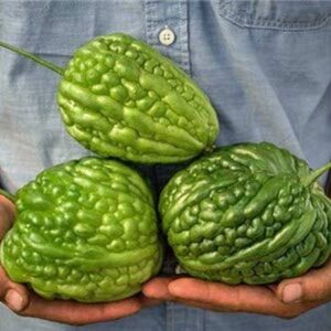 KNESSiN Hybrid Bitter Gourd White Long High Yield for G...