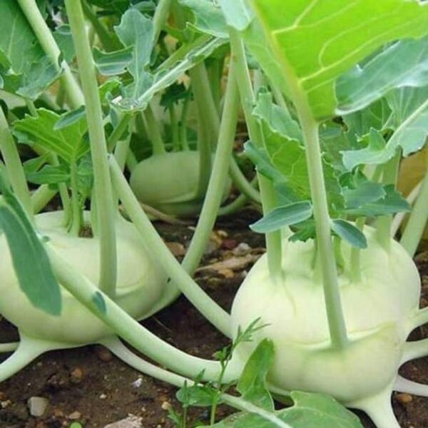 Biosnyg Knol Khol F1 Hybrid - Vegetable Seeds-[100 Seed...