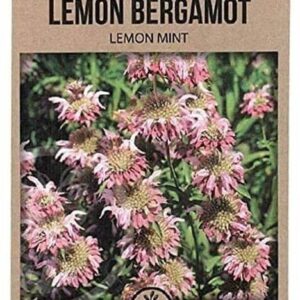 CYBEXIS Medicinal Herb Seed Lemon Bergamot-100 Seeds Se...