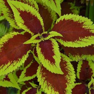 VibeX TLX-41 - Red Green Coleus Ornamental - (1350 Seed...
