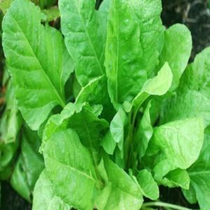 VibeX ™ XL-560 Home Garden Seeds - Indian Spinach Seeds...
