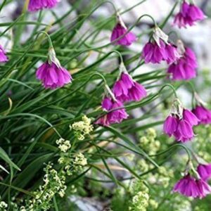 WILLVINE XLL-715 Allium insubricum Ornamental Onion See...