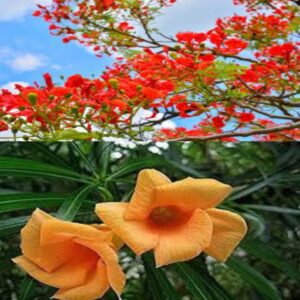 Garden Basket Hubb Kaner & Gulmohar Seeds – Beautiful O...