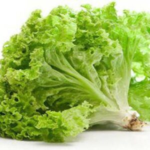 Lettuce Green Coral