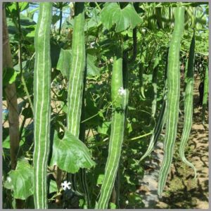 WILLVINE F1 Hybrid High Yield Snake Gourd F1 Seeds[100 ...
