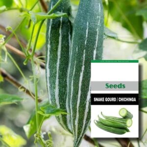 WILLVINE Summer Snake Gourd Seeds - High Yield Vegetabl...