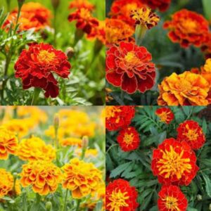ibains Marigold flower seeds all colours pack of 70 See...