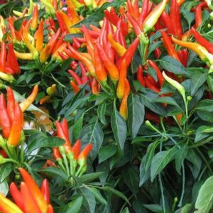 WILLVINE ™Ornamental Chilli Plants Seeds Seed