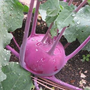 Biosnyg KNOL KHOL PURPLE HYBRID VARIETY 5000 Seeds Seed