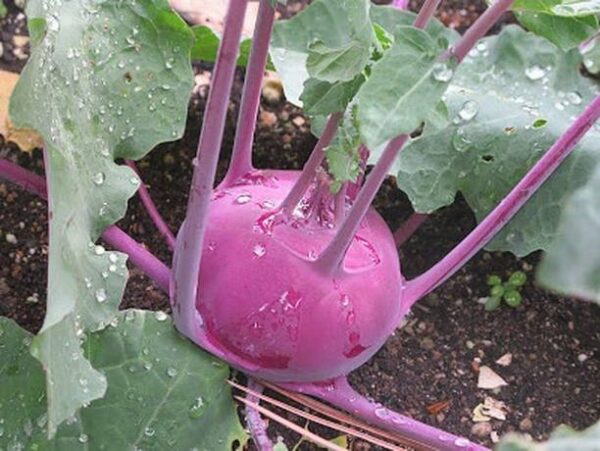 Biosnyg KNOL KHOL PURPLE HYBRID VARIETY 5000 Seeds Seed